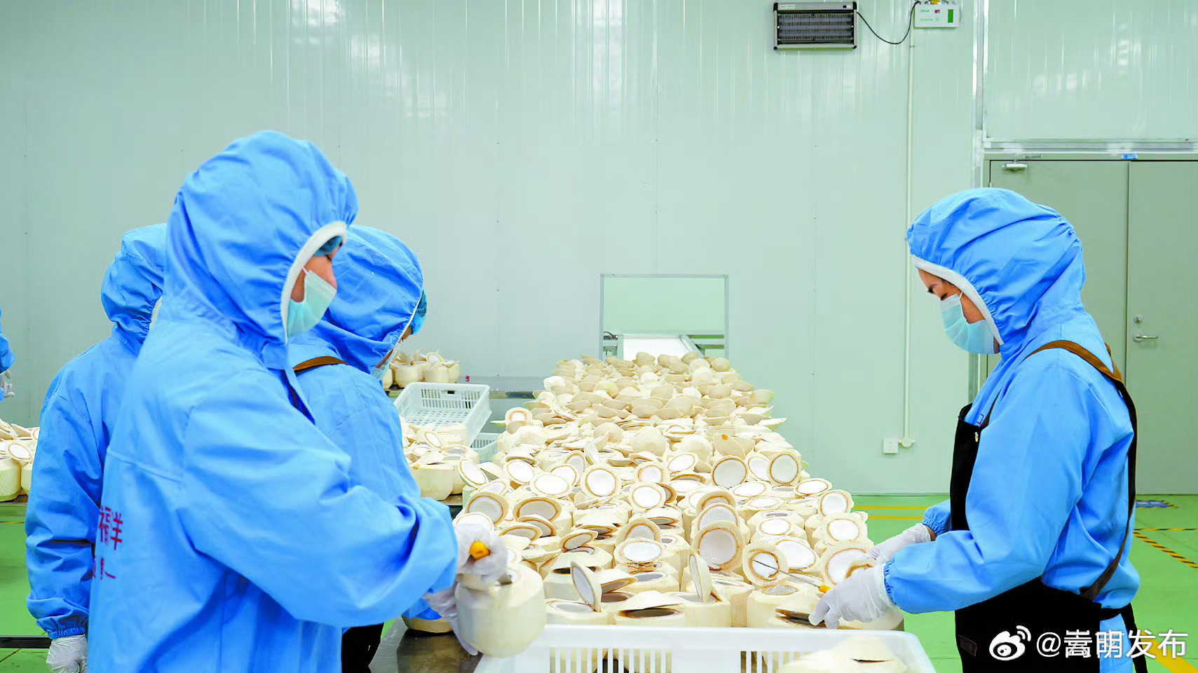 河口以互市贸易方式进口鲜椰子并完成全国首票落地深加工