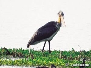 滇池绿道图鉴 | 秃鹳