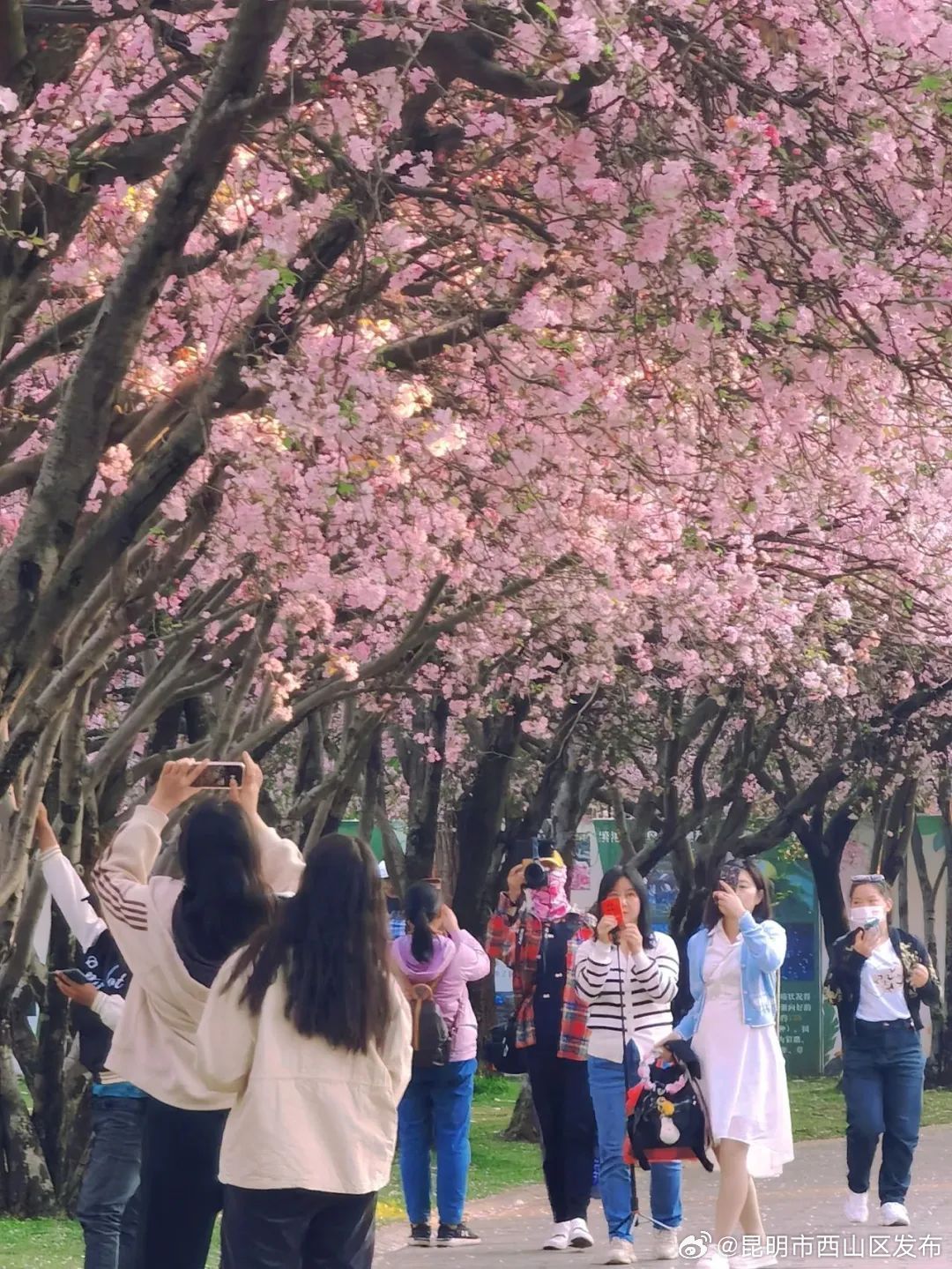 昆明市西山区发布