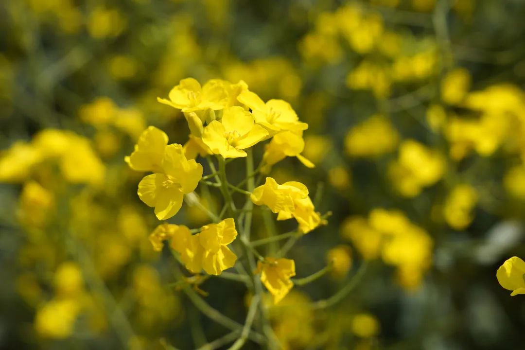 晋宁 诗意的栖居地