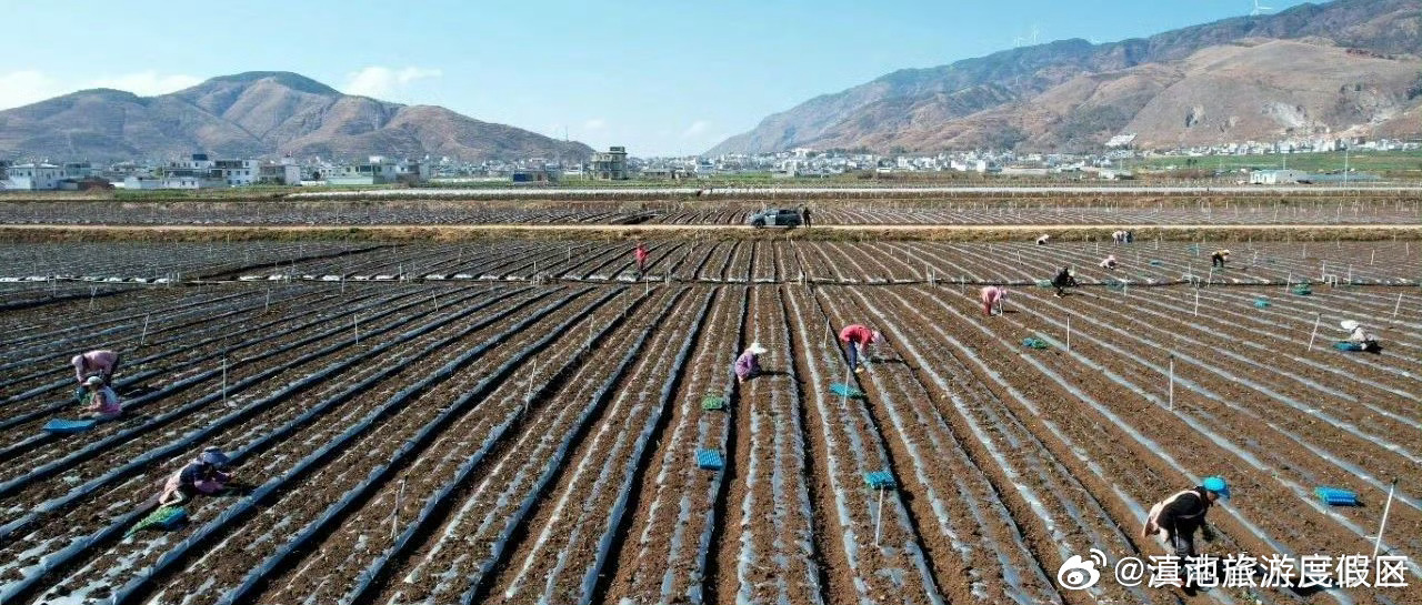 人勤春来早，奋进正当时！云岭农业开年按下“快进键”