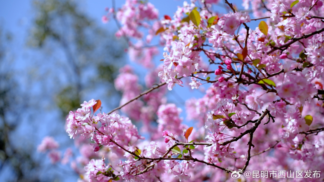 昆明市西山区发布