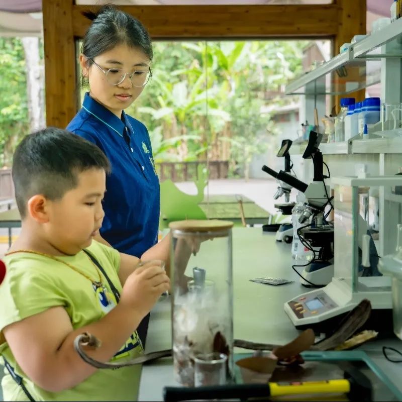 西双版纳望天树景区