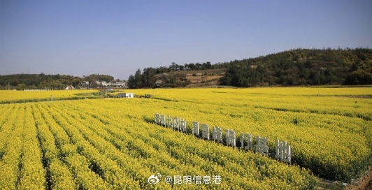 昆明信息港微博