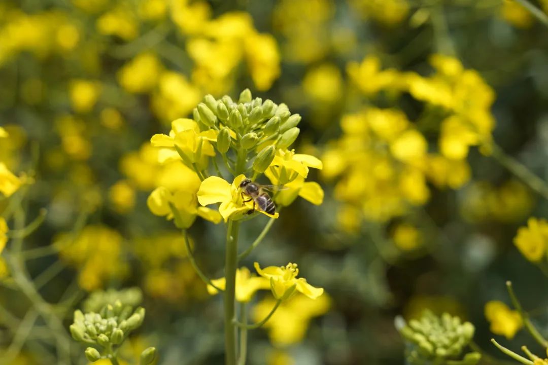 晋宁 诗意的栖居地