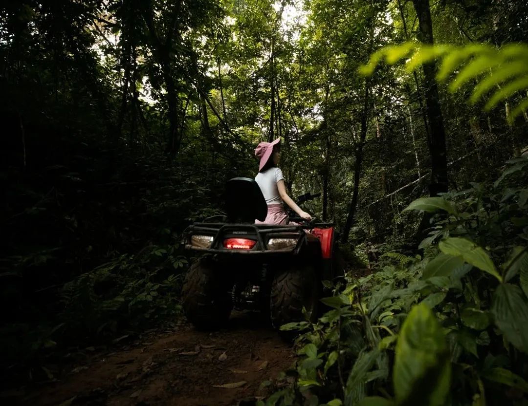 西双版纳望天树景区