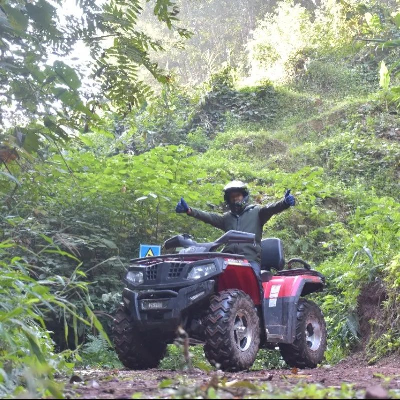 西双版纳望天树景区