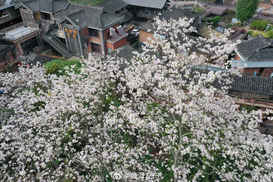 茶马古道旁的白色花海，是普洱人私藏的春日限定！