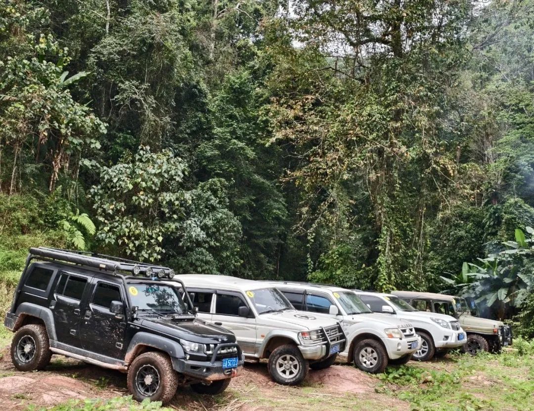 西双版纳望天树景区