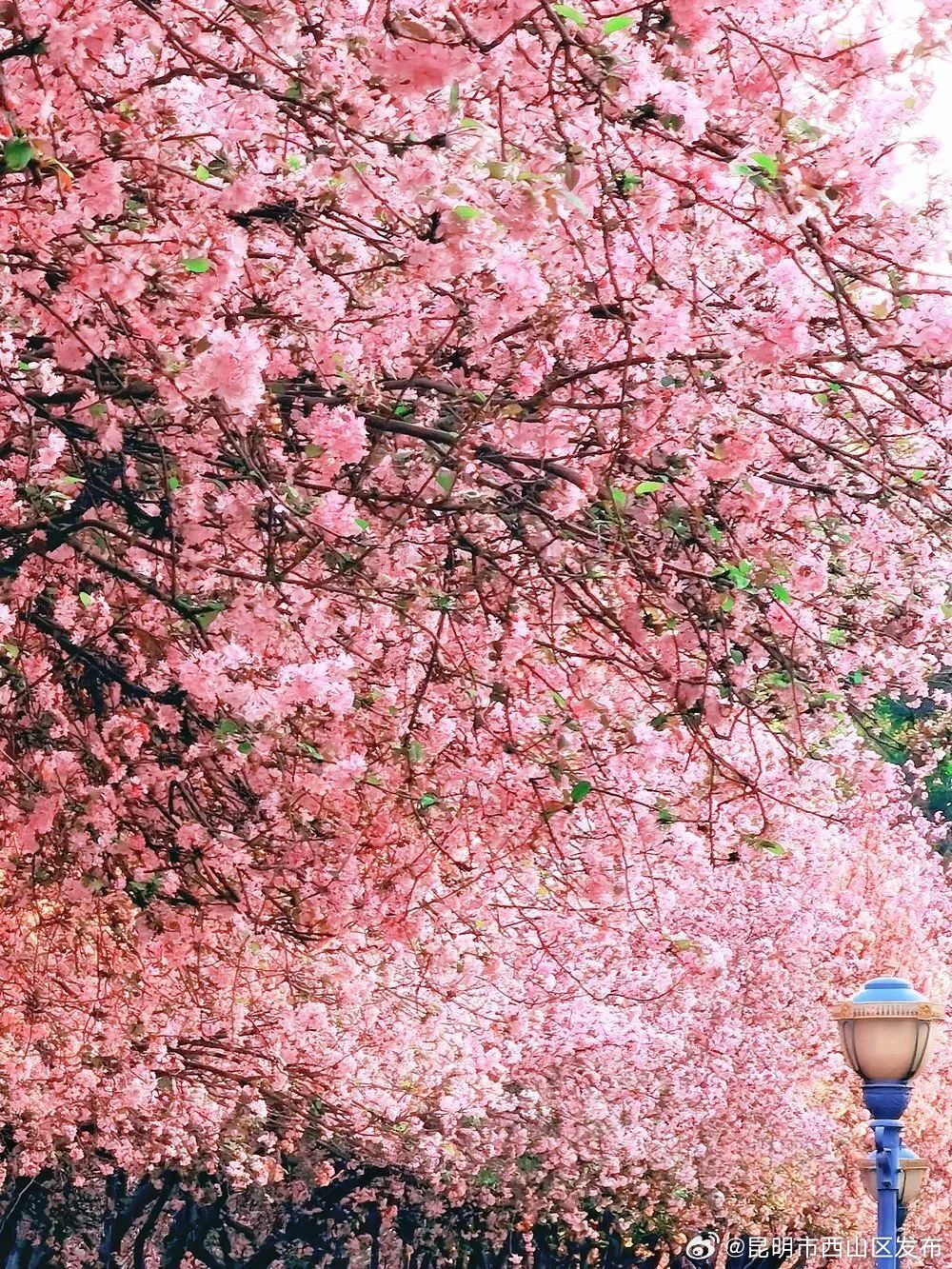 昆明市西山区发布