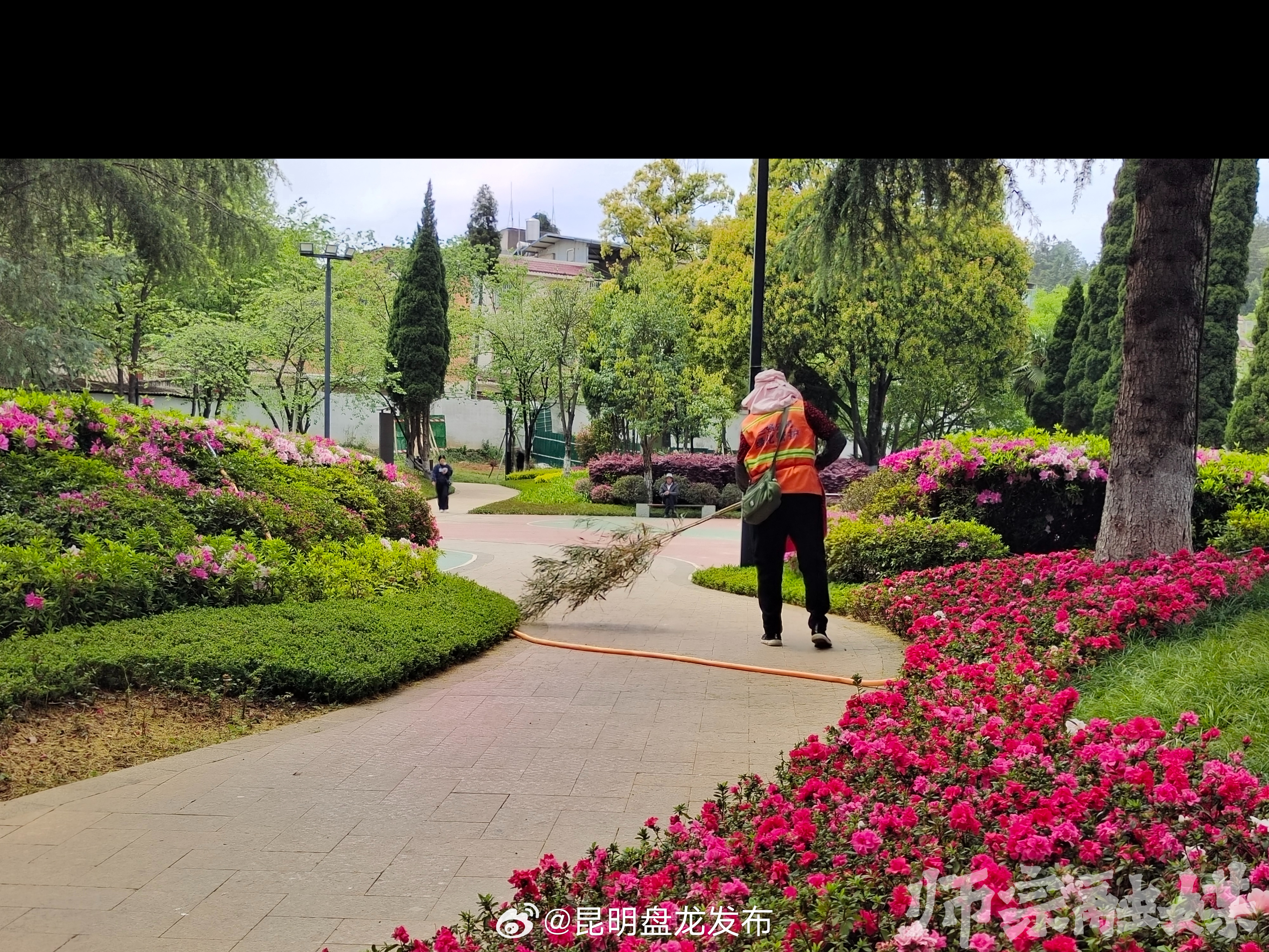 师宗：通玄河·河滨公园杜鹃花又开满园了