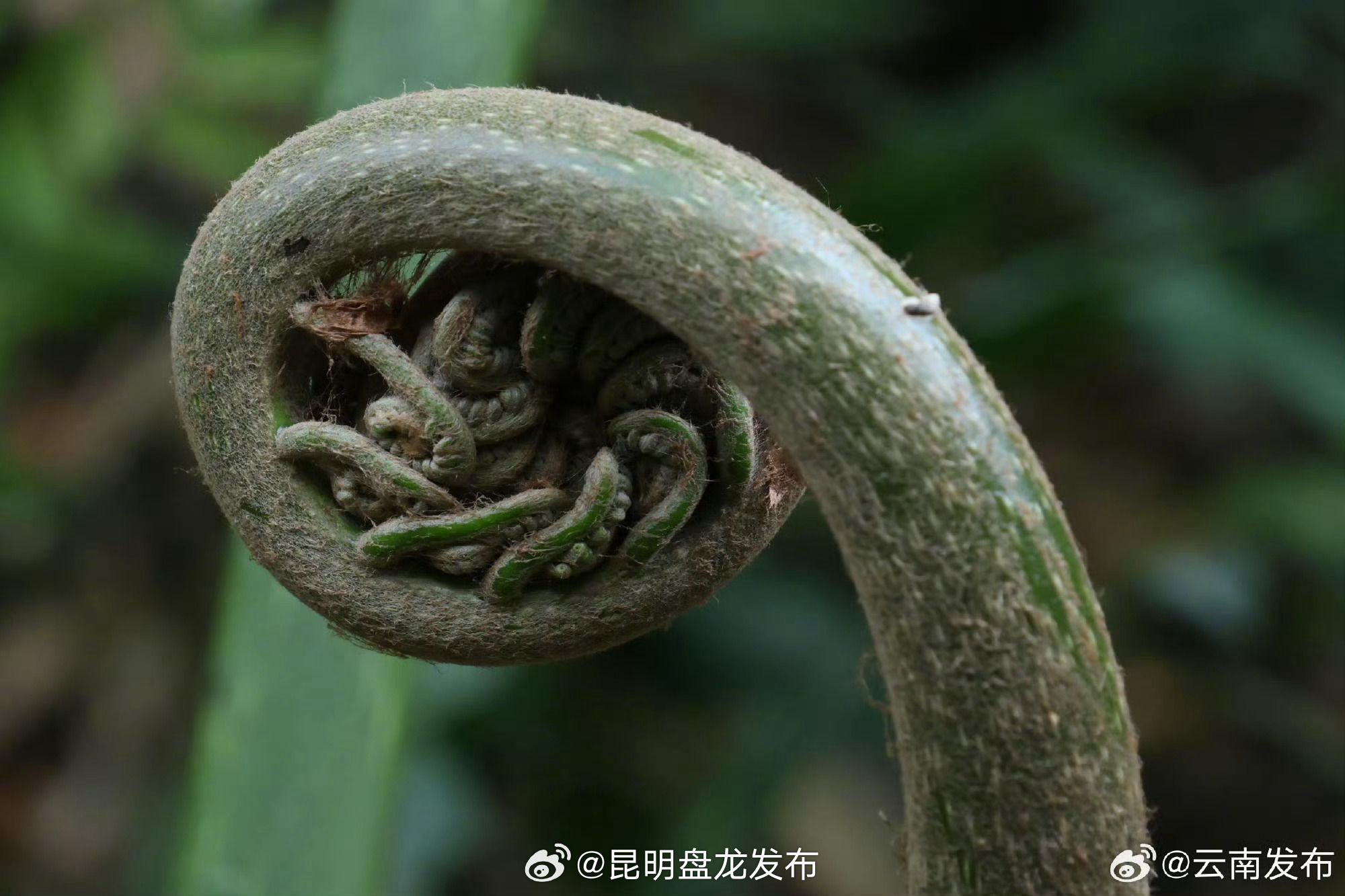 文山广南发现国家二级保护野生植物观音座莲群落