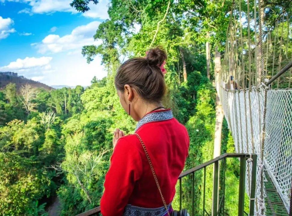 西双版纳望天树景区