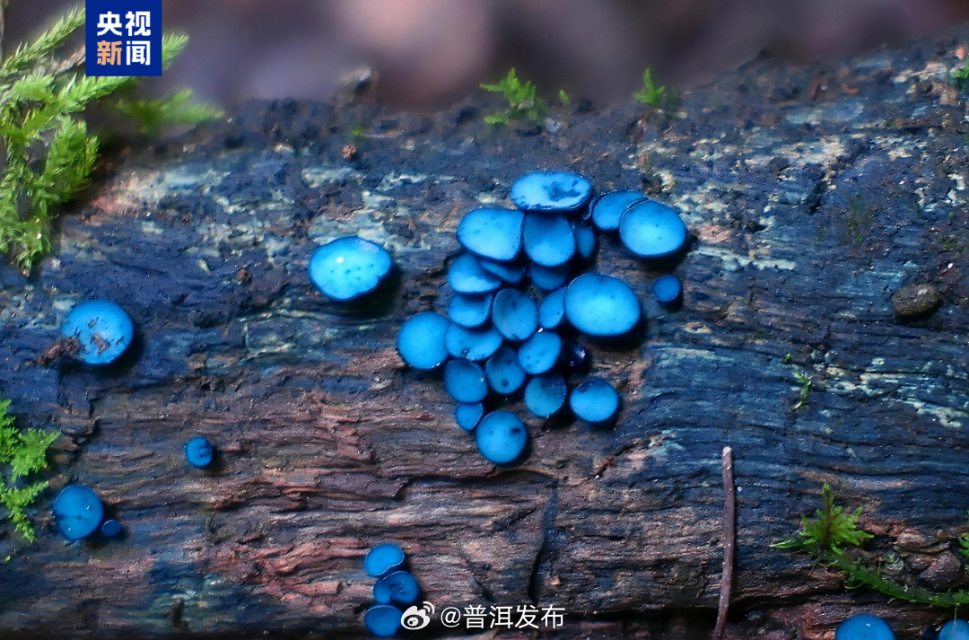 普洱境内哀牢山发现“蓝菌灵”！网友：可以吃吗？