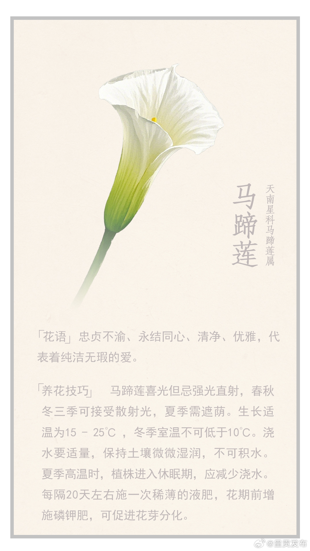 赏花日历·花儿生活——花笺集 | 优雅担当马蹄莲