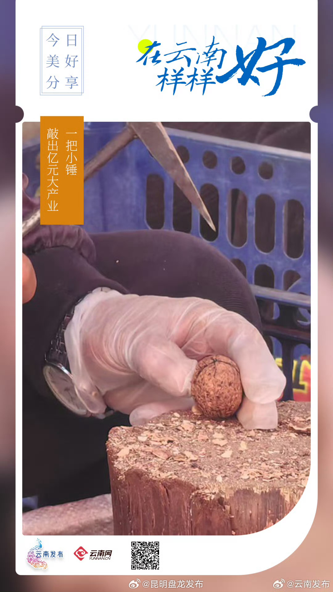 临沧凤庆：一把小锤敲出亿元大产业