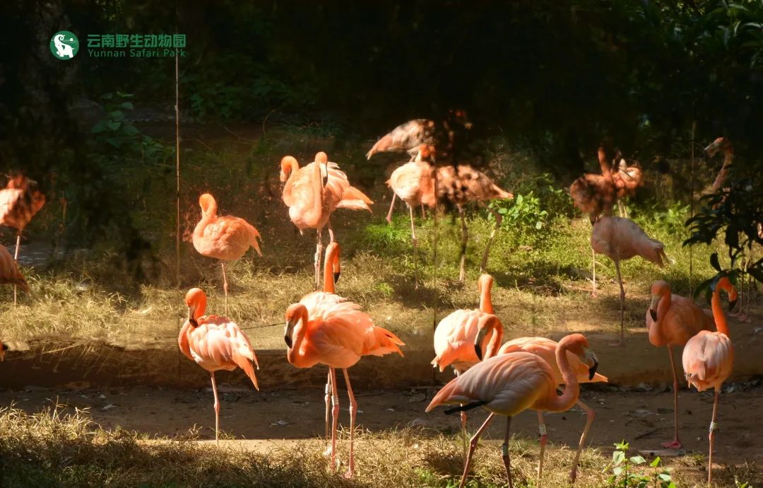 云南野生动物园