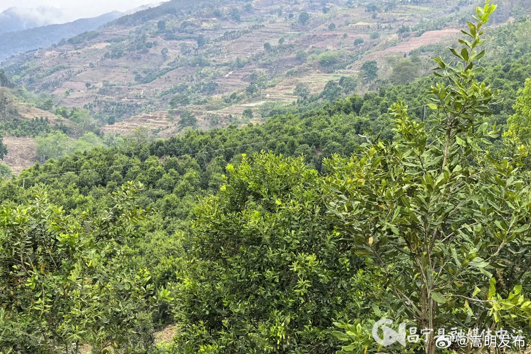 乡村振兴 | 昌宁勐统：春枝缀青果 秋来金满筐