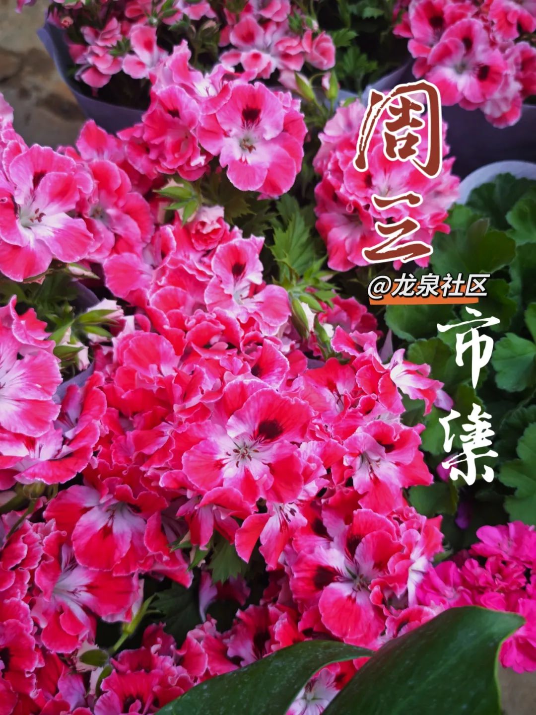 悦读嵩明