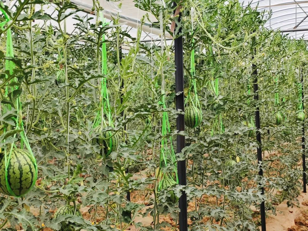 晋宁 诗意的栖居地