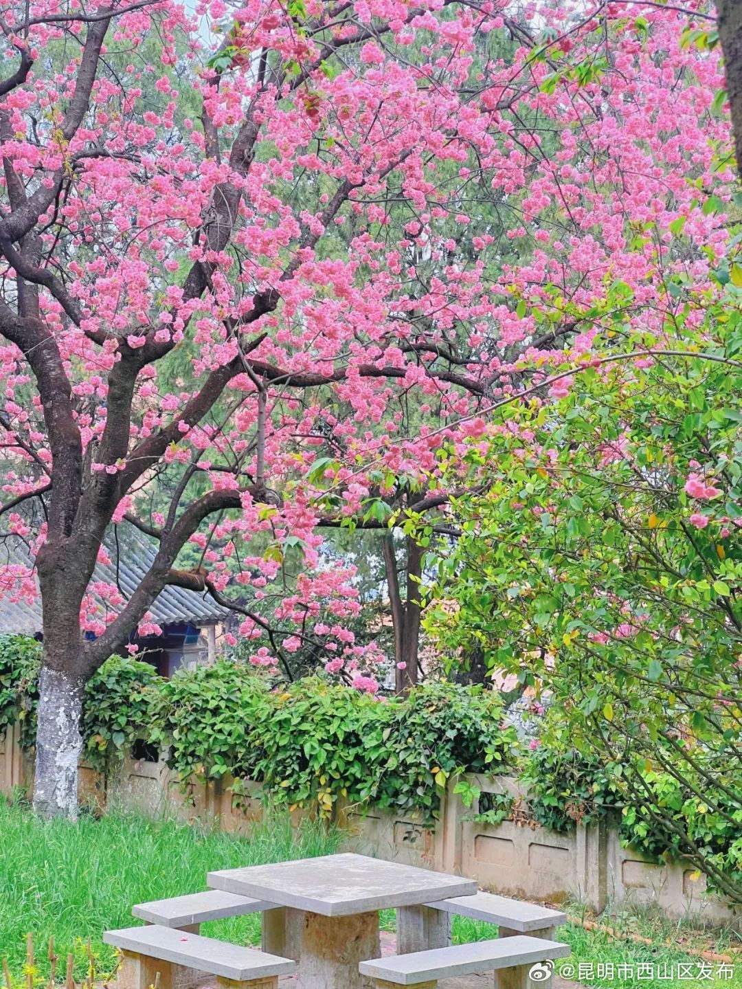 昆明市西山区发布