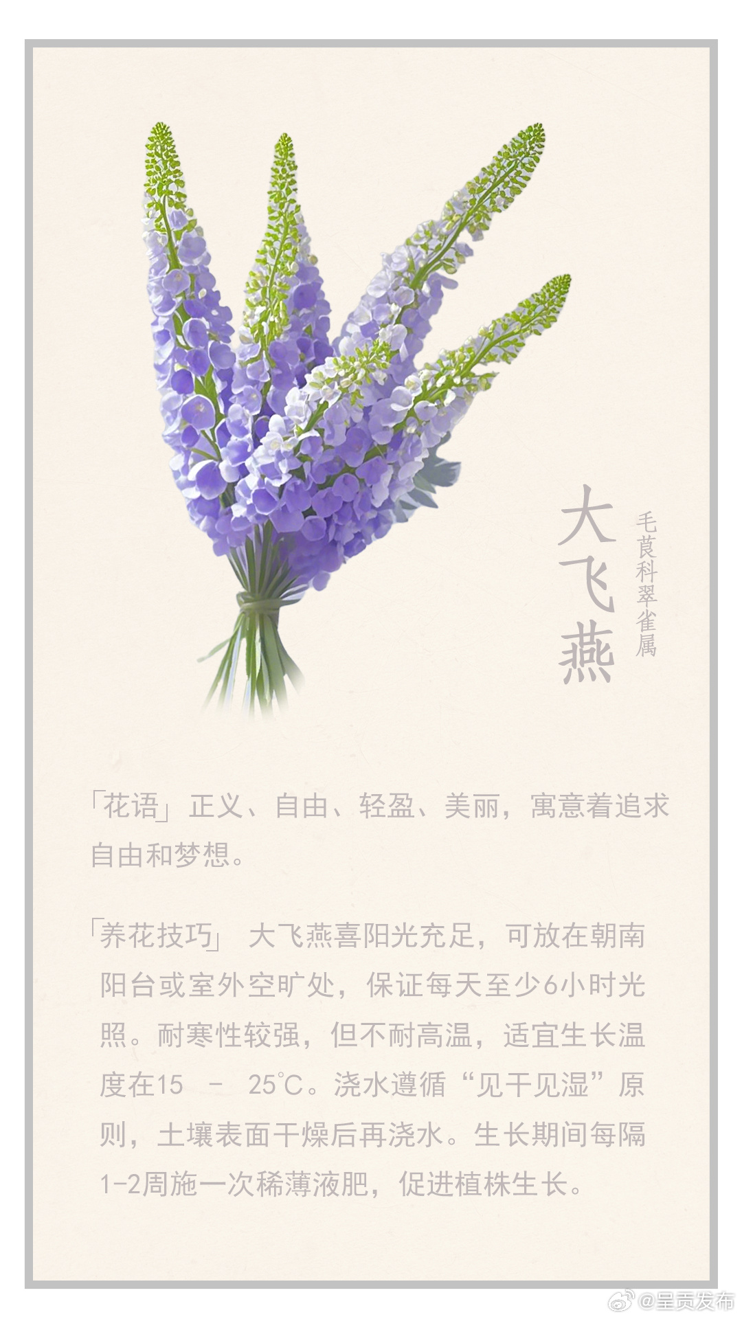 赏花日历·花儿生活——花笺集 | 给轻盈灵动大飞燕
