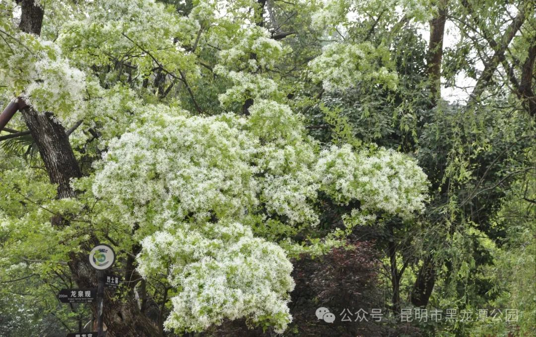 昆明市黑龙潭公园