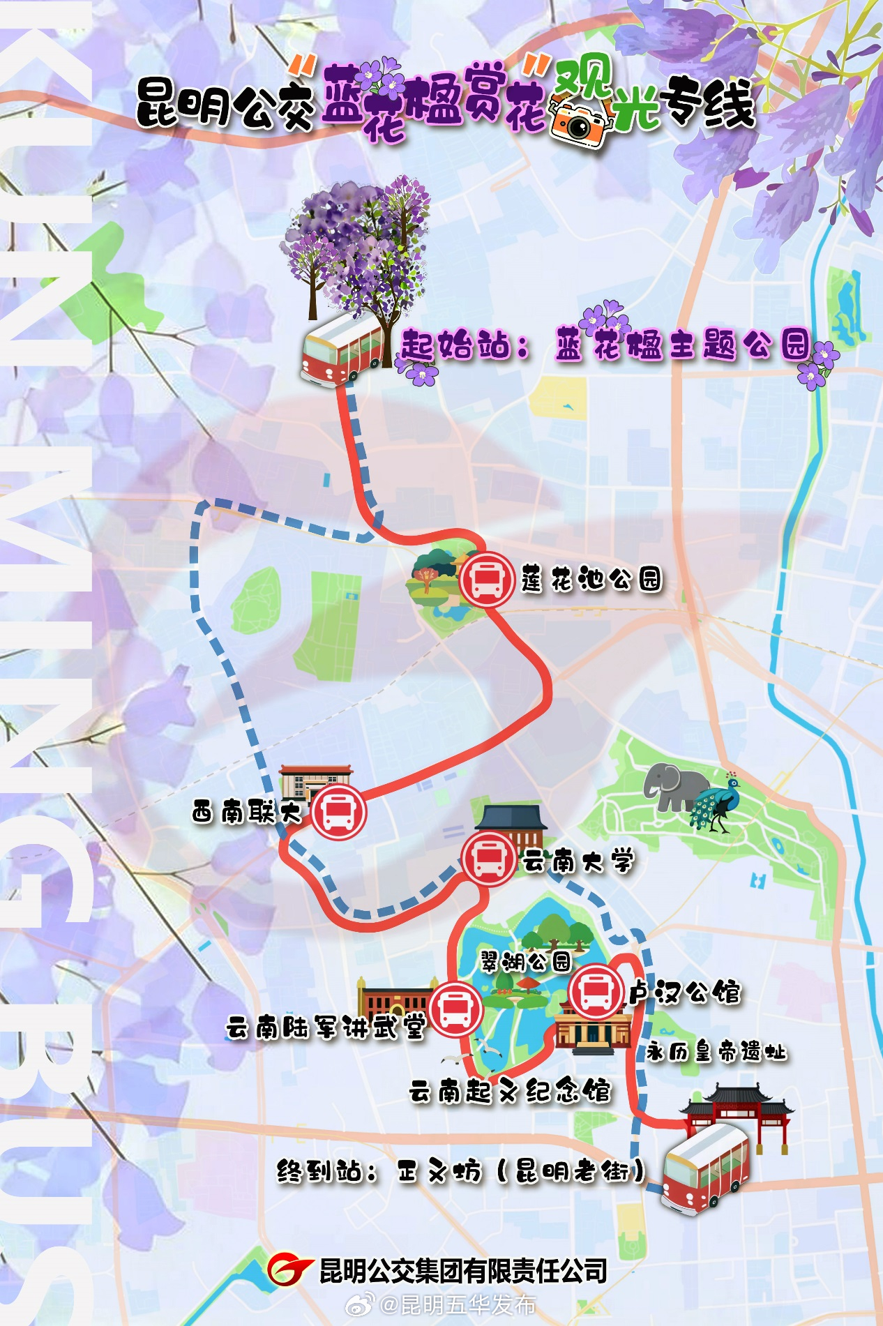 昆明公交“蓝花楹赏花”观光专线今日正式开行