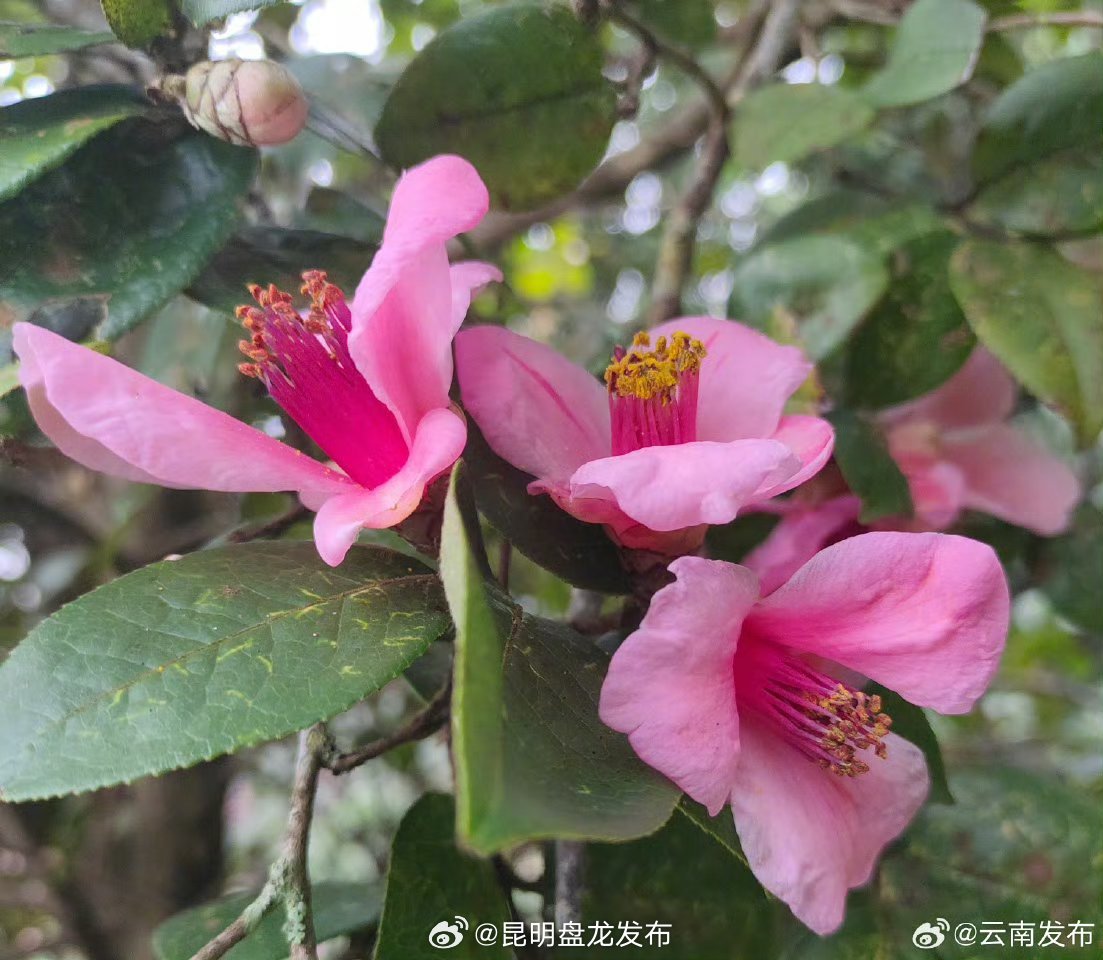 楚雄双柏发现山茶科新物种