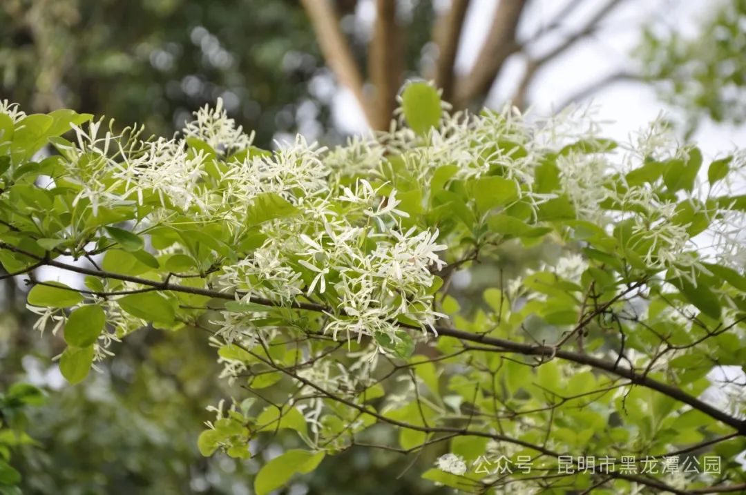 昆明市黑龙潭公园