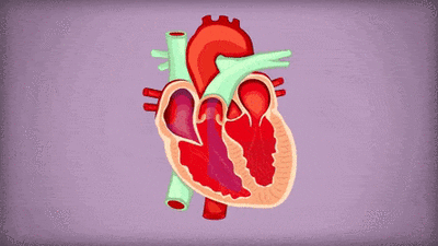 肥厚型心肌病是一种遗传病