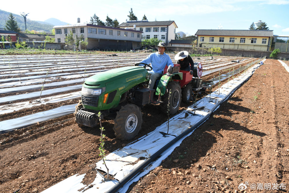 “好帮手”！他们首次用机械种植魔芋