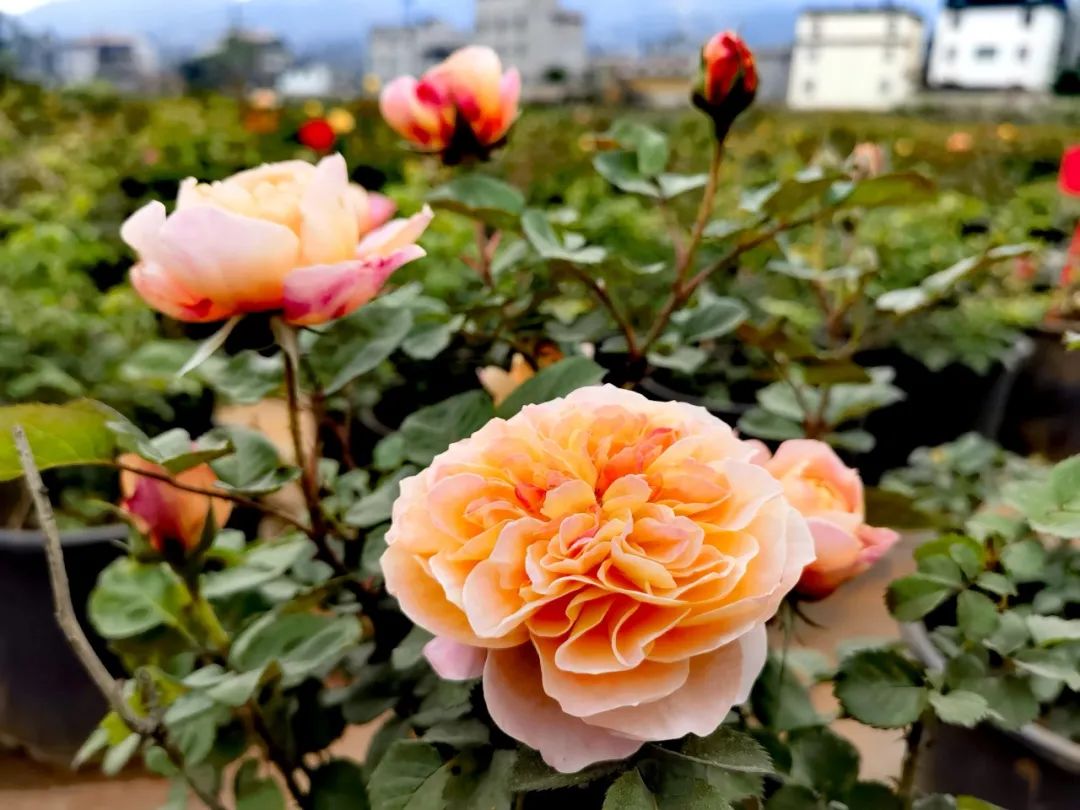 晋宁 诗意的栖居地