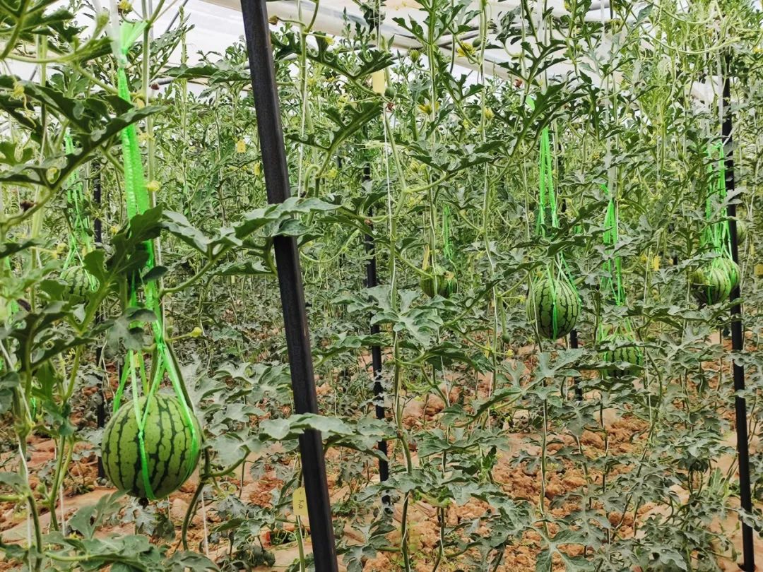 晋宁 诗意的栖居地