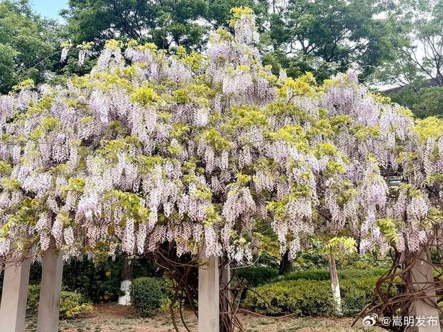绝绝紫！宣威这里的紫藤花开如流瀑