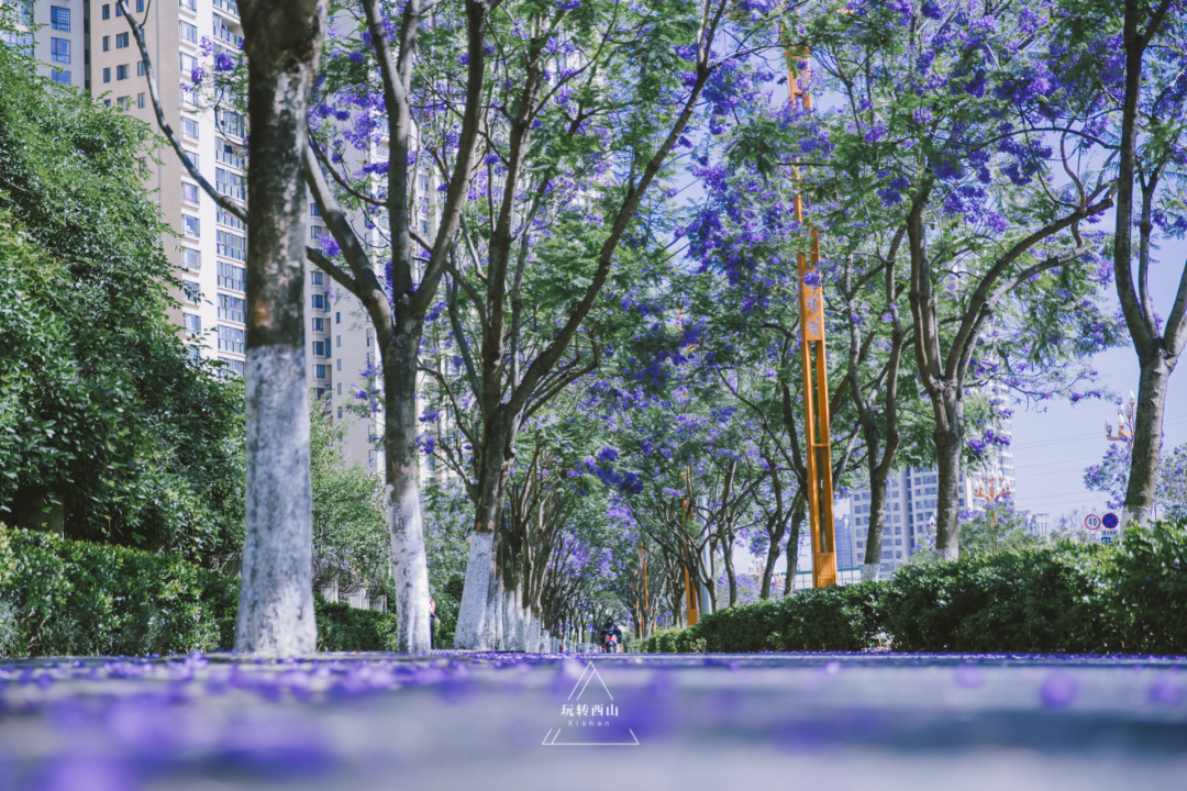 昆明西山发布