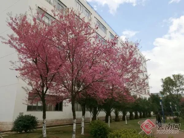 美丽云南微科普