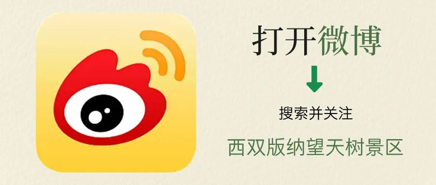 西双版纳望天树景区