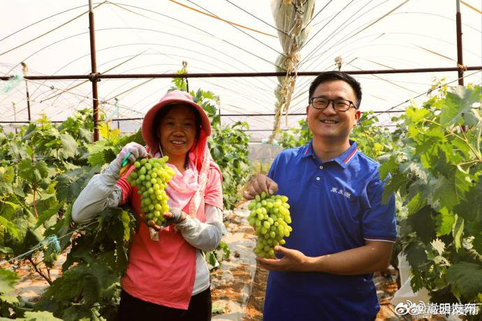 楚雄元谋早熟青提葡萄抢鲜上市