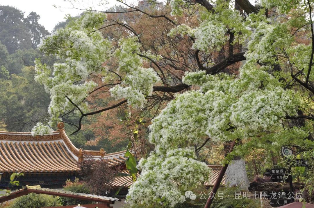 昆明市黑龙潭公园