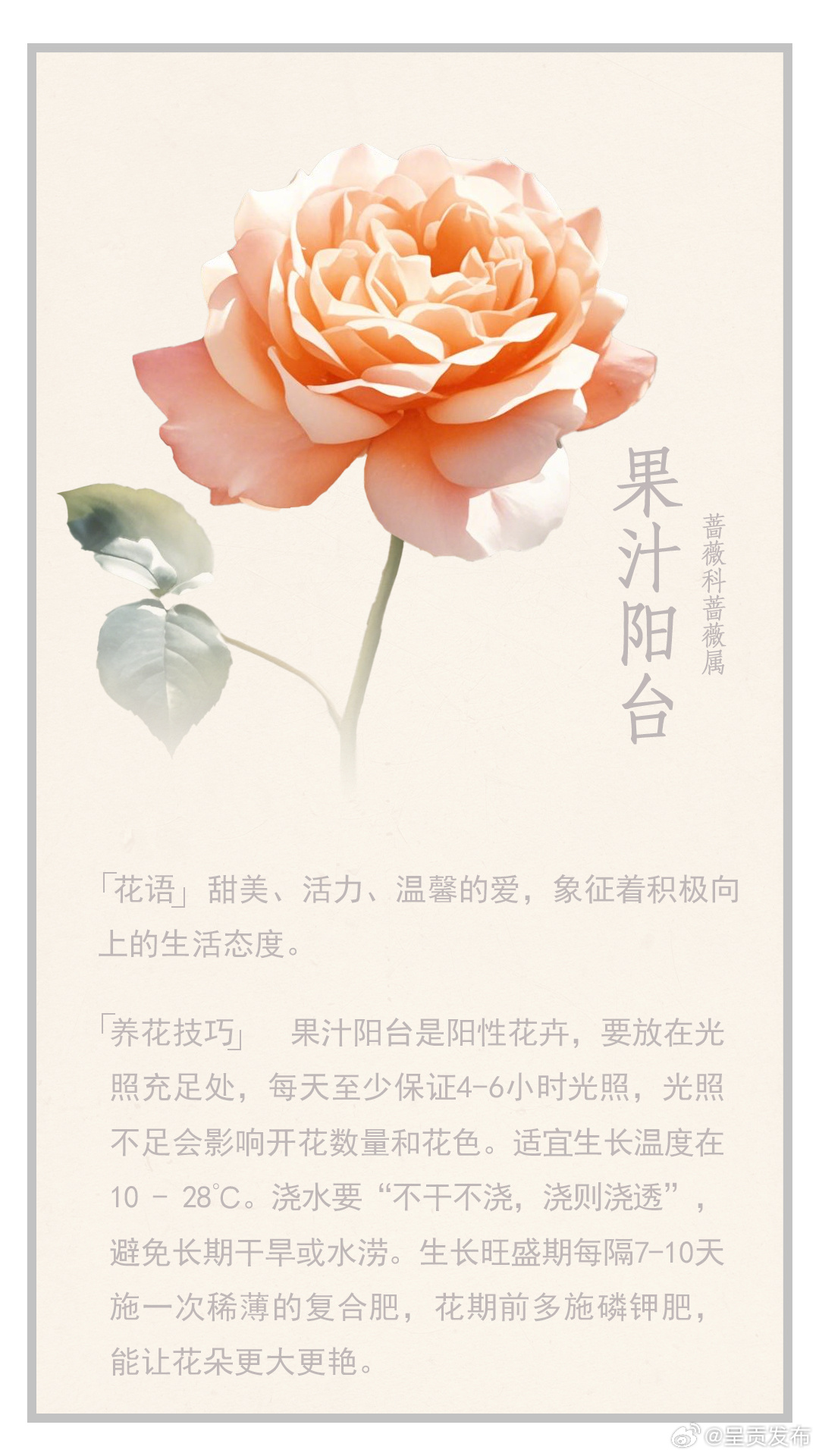 赏花日历·花儿生活——花笺集 | 给生活加点果汁！