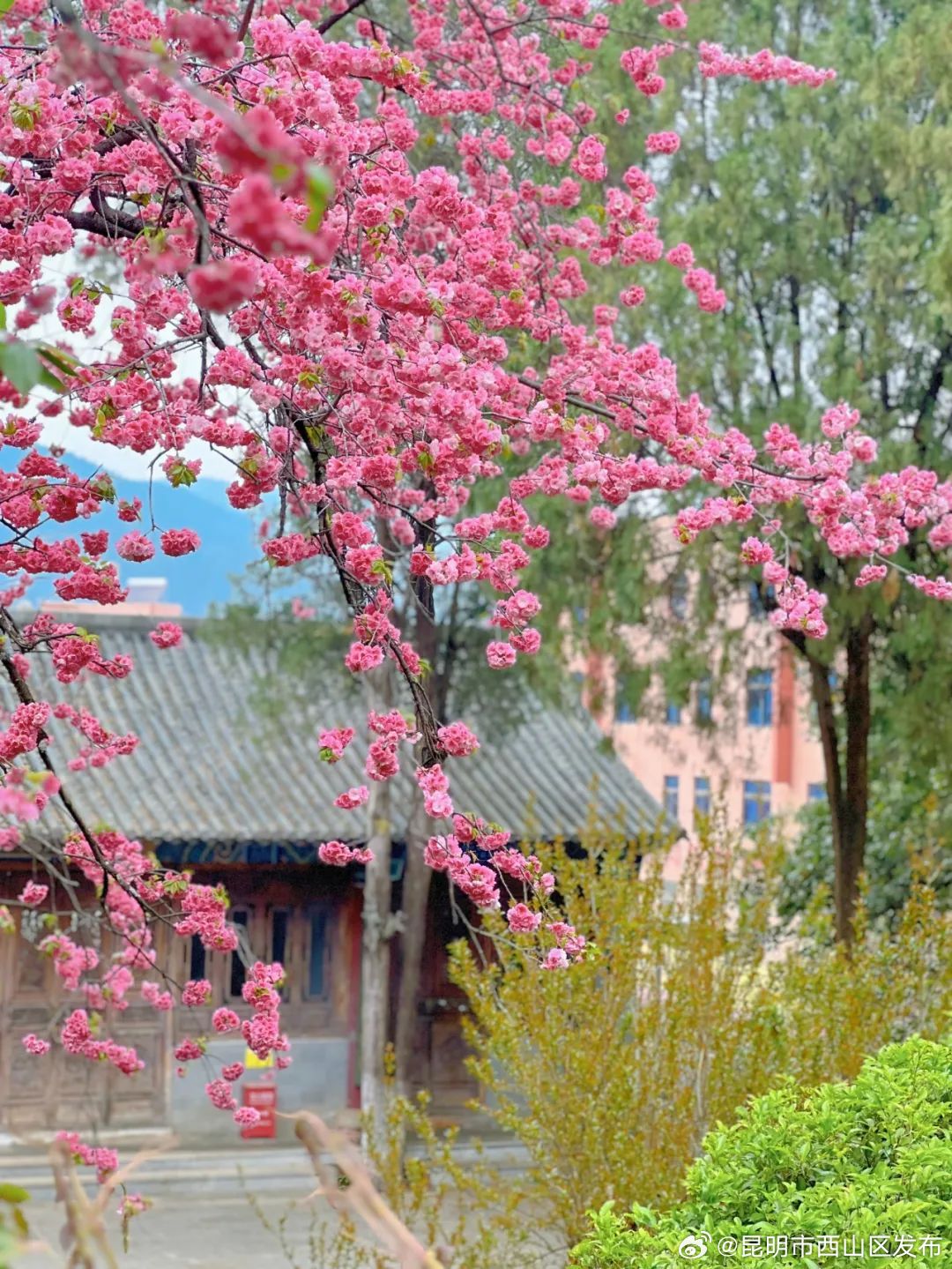 昆明市西山区发布