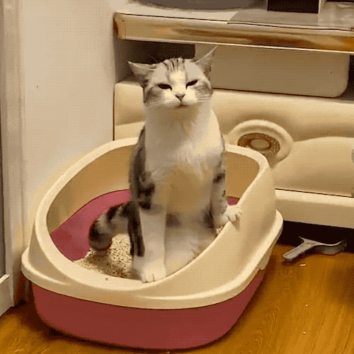 终于明白哪些食物能缓解便秘了