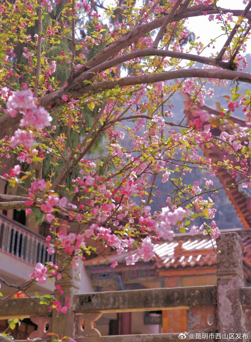 昆明市西山区发布