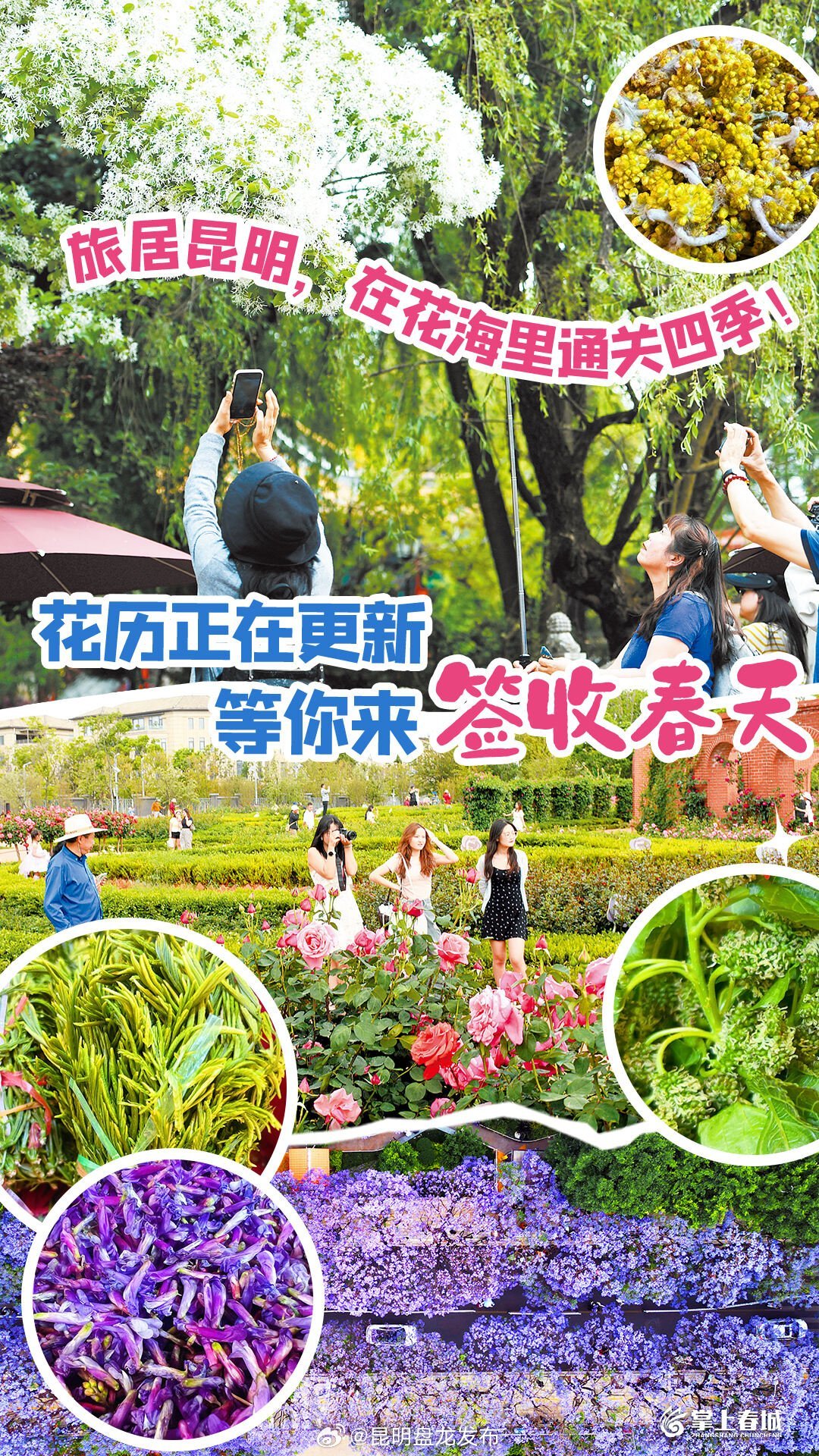 旅居昆明，在花海里通关四季！花历正在更新，等你来签收春天→
