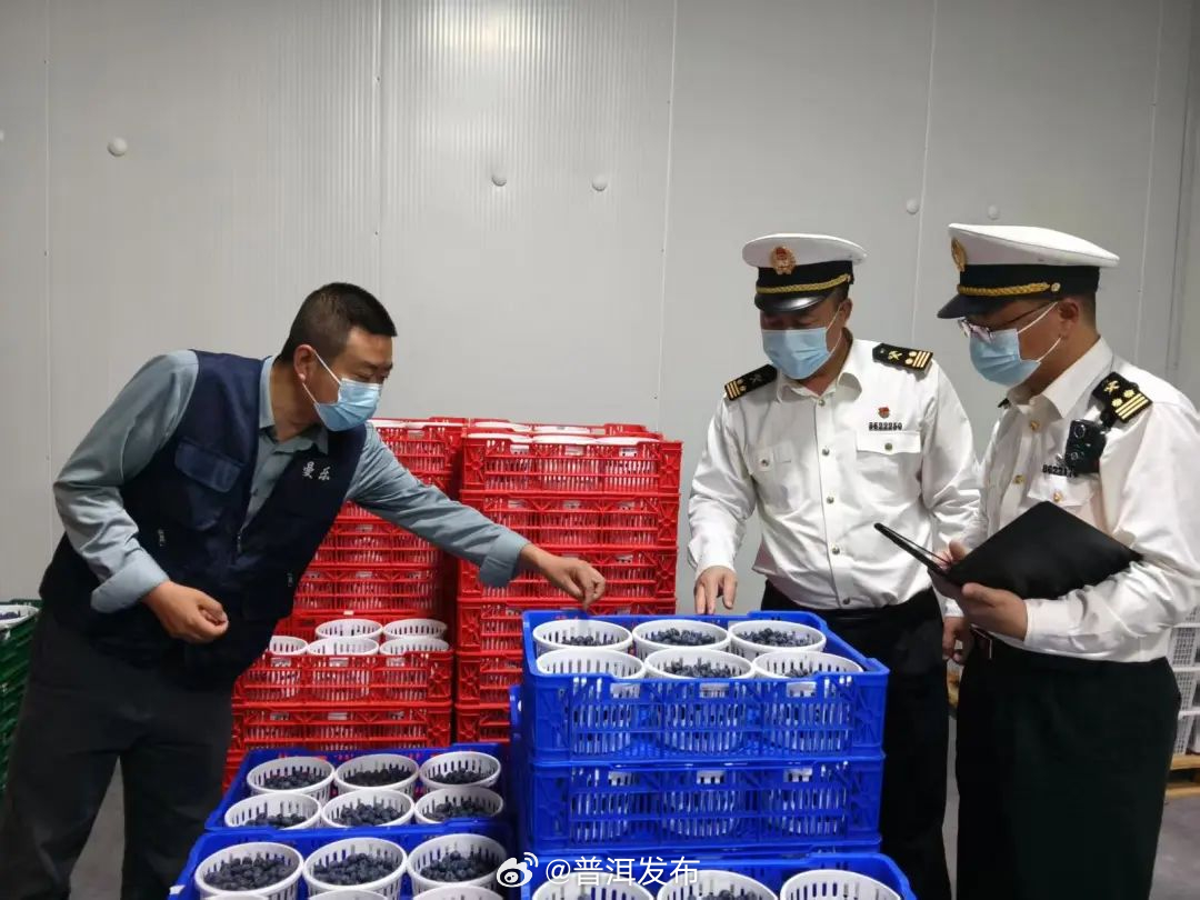 开拓阿联酋市场！普洱鲜蓝莓首次出口海外