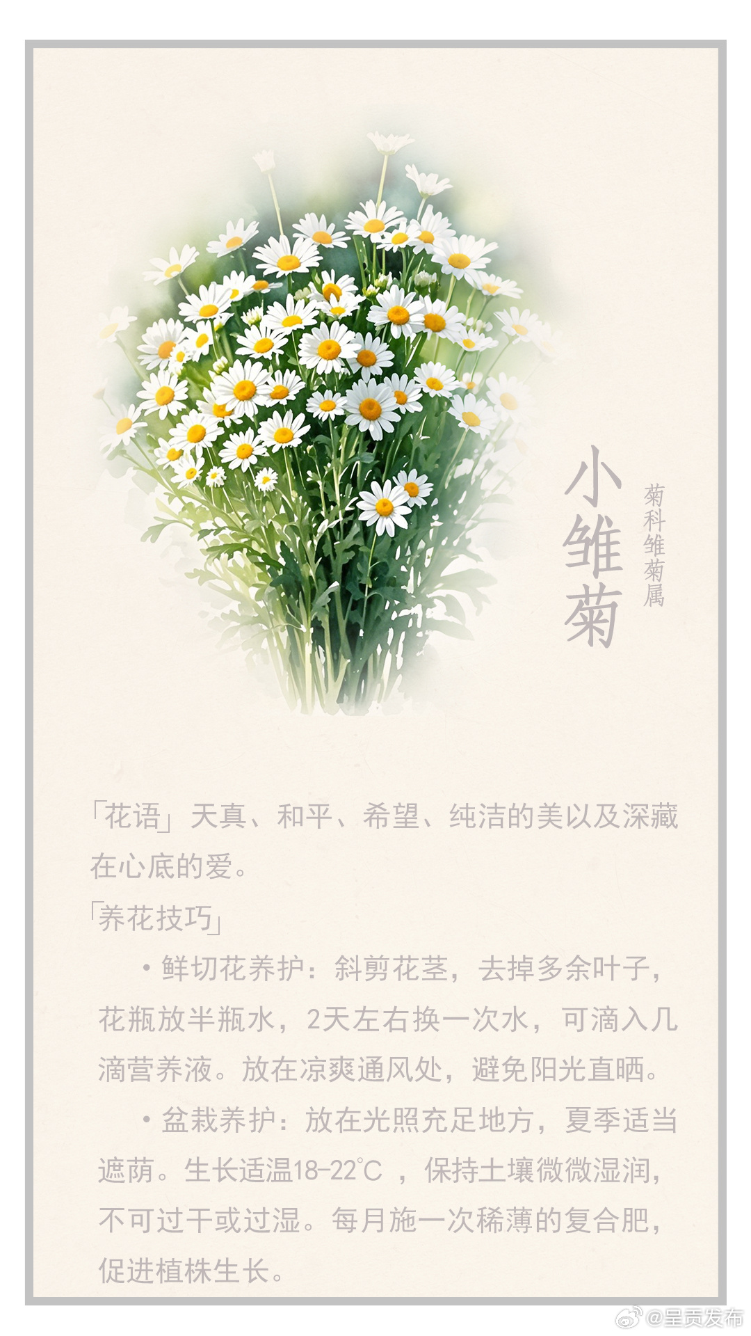 赏花日历·花儿生活——花笺集 | 纯真之花小雏菊