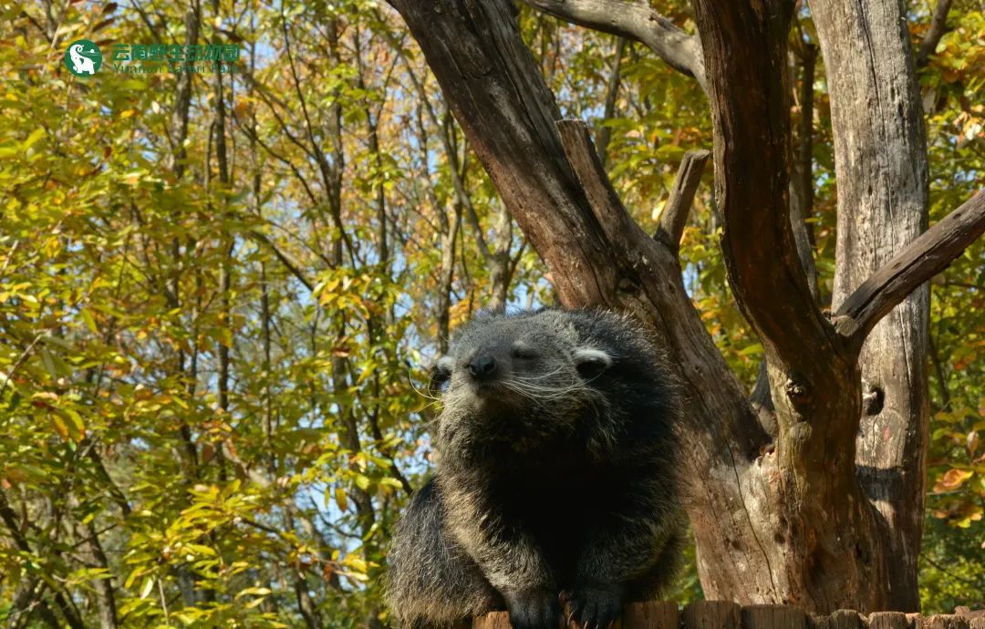 云南野生动物园