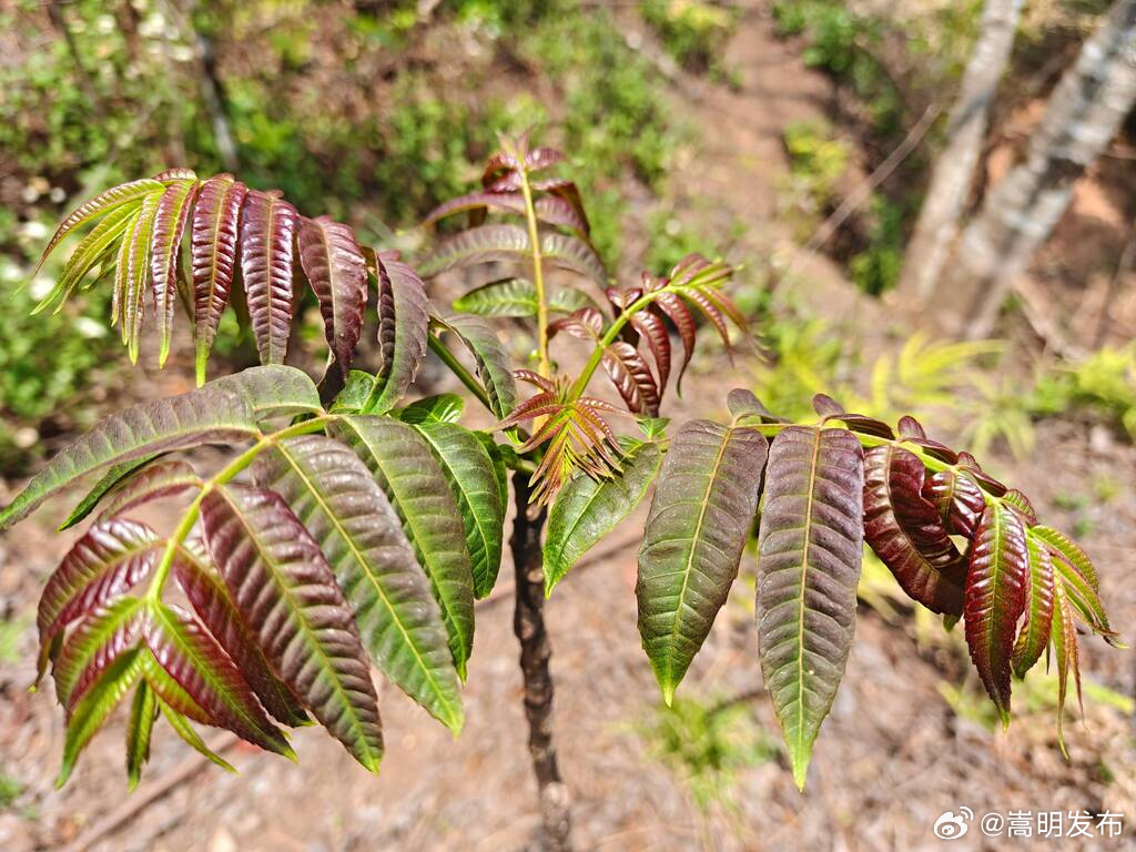 有一种叫云南的生活·旅居云南丨香椿炒鸡蛋，一口尝尽山野春香！