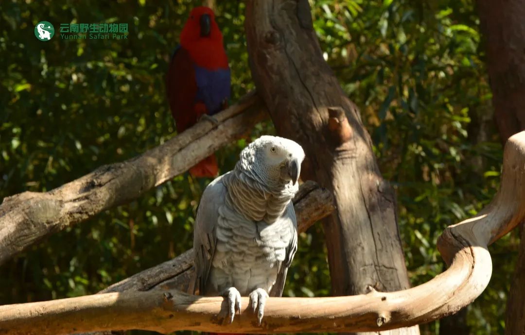 云南野生动物园